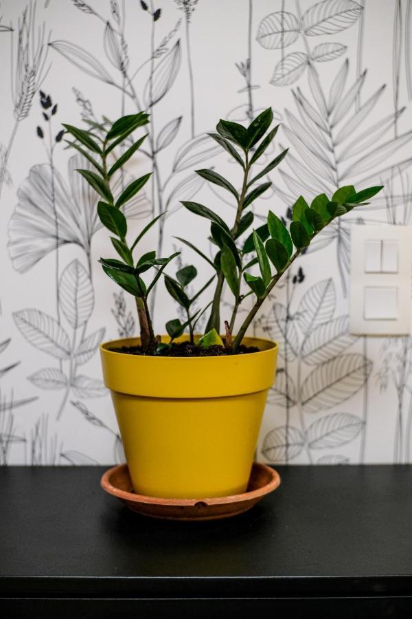 Studio Cocooning In Strasbourg & Help An Ecoproject !公寓 外观 照片